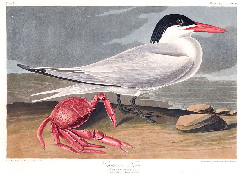 Sterne Caugek par Birds of America