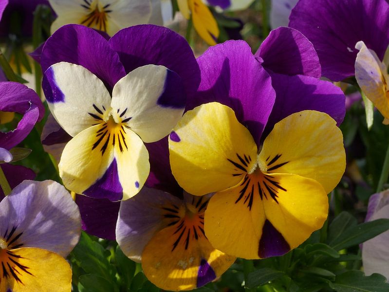 Garden pansy by Wim vd Neut