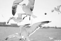 Möwe schaut direkt in die Linse