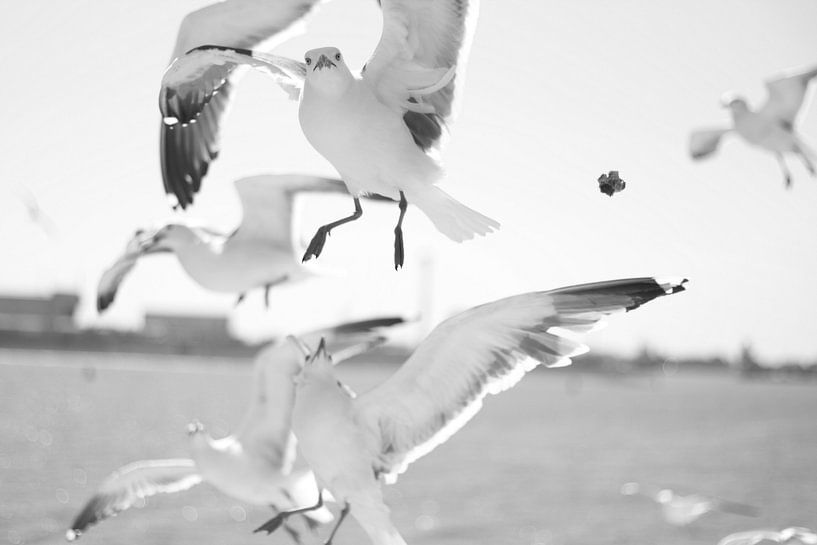 Möwe schaut direkt in die Linse von Marjolein Boers