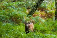 Deer in the forest in autumn