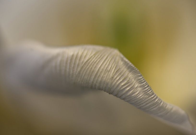 Leise leise von Inge Groters