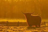 Scottish Highlander in Drenthe