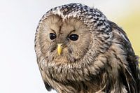 Steinkauz, Porträt, ruhend