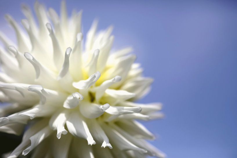 Dahlia by Thomas Jäger