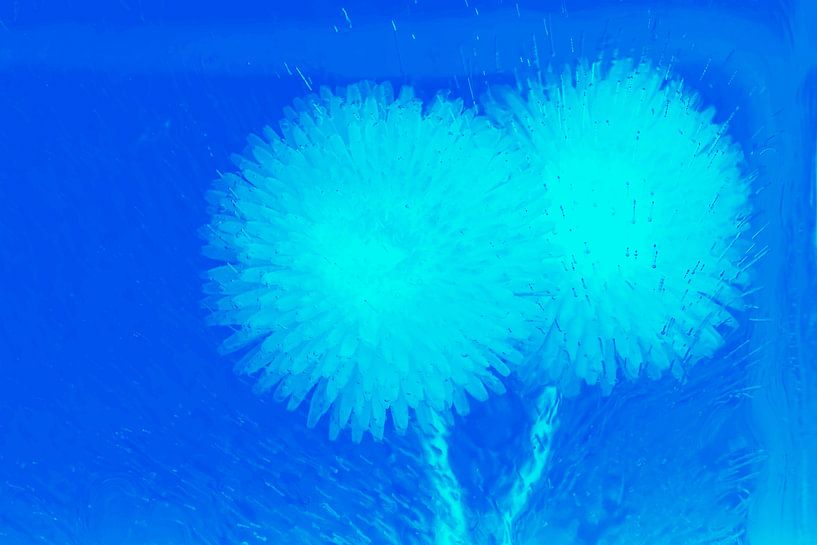 2 Bellis in Blau von Marc Heiligenstein