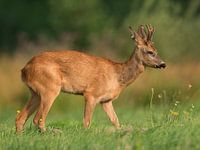 Jonge reebok in bronsttijd