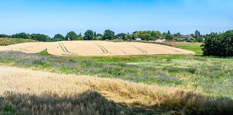 Champs agricoles sur la côte est de l'Allemagne par Werner Lerooy