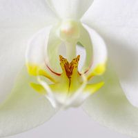 Weiße Orchidee Nahaufnahme 2