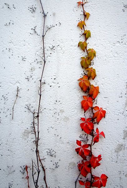 virginia creeper von Tina Hartung