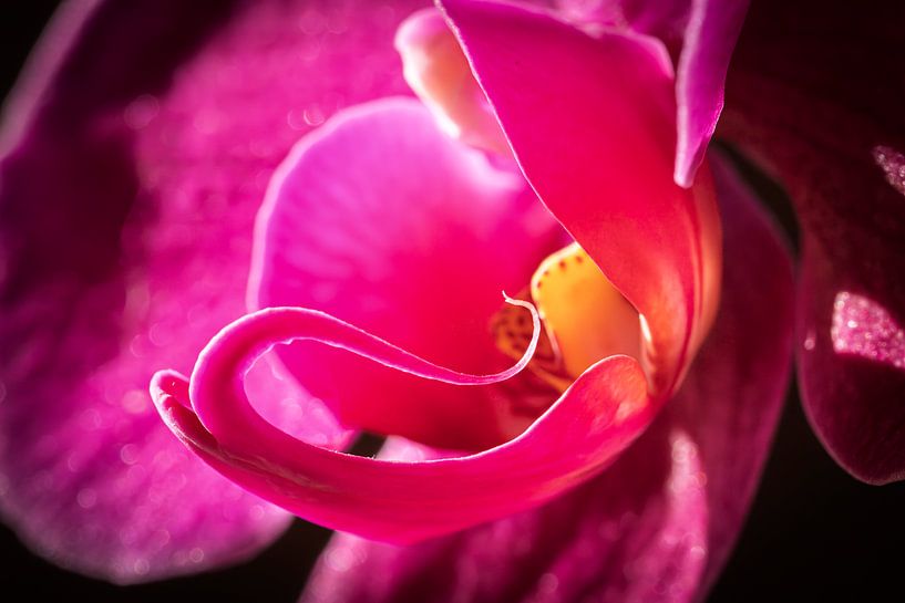 Orchid close-up by Laura Wubben