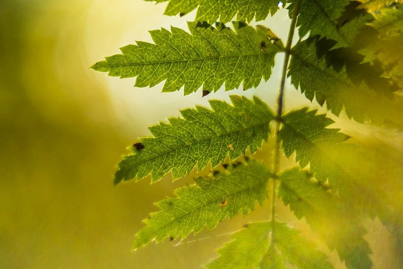 Close up getande bladeren by Marianne Rouwendal