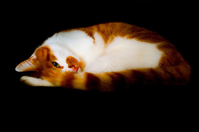 Rode Kat by Jeffry van Kalsbeek