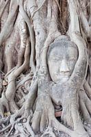 Circle of Life 2 - Buddha-Baum Thailand