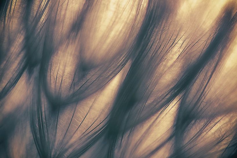 Ohne Titel von Keren Or