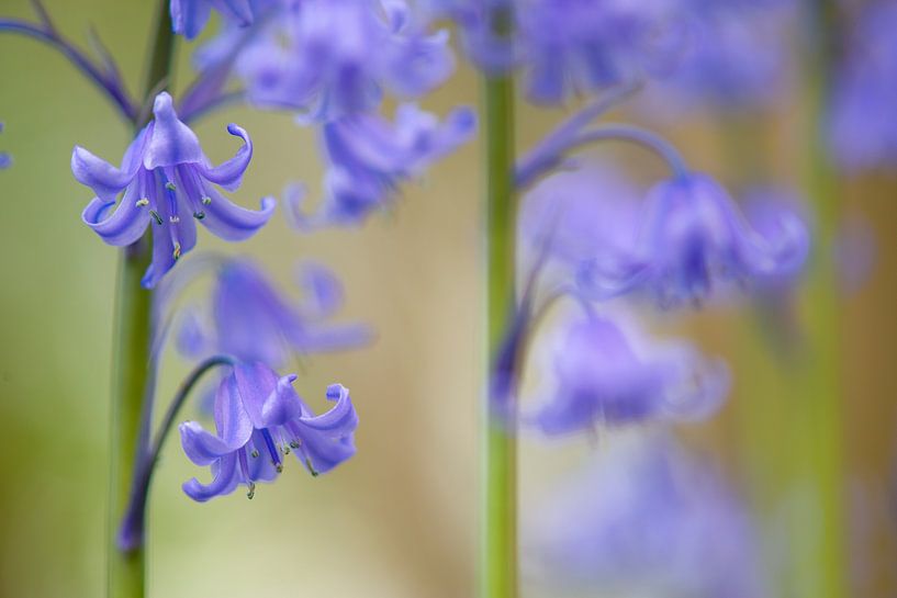 Wild hyacinth by Elles Rijsdijk