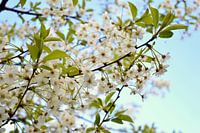 Witte bloemen aan het begin van de lente