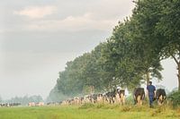 Cows on their way to pasture in the Noardlike Fryske Walden in Friesland.