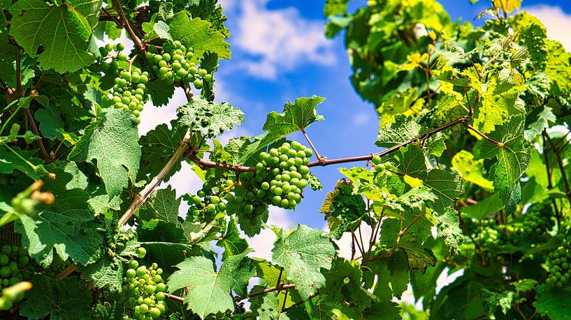 Trauben in satten Farben. Die Rebstöcke mit den Trauben sind reif. von Martin Köbsch