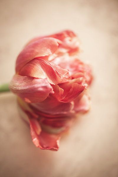Tulipe rose par Sandra Hogenes