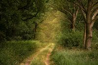 Sommerlicher Waldweg