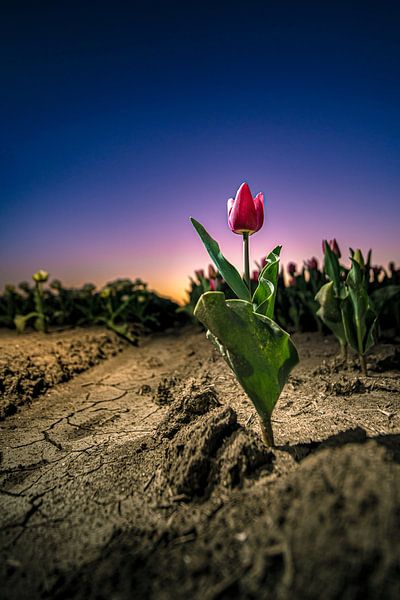 La tulipe dure en rouge du soir par Fotografiecor .nl