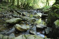 Murmures de la forêt