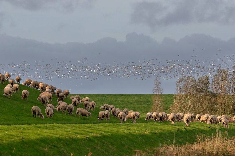 Vogelschwarm und Schafe am Deich von Rolf Pötsch