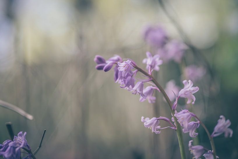 Blumen Teil 120 von Tania Perneel