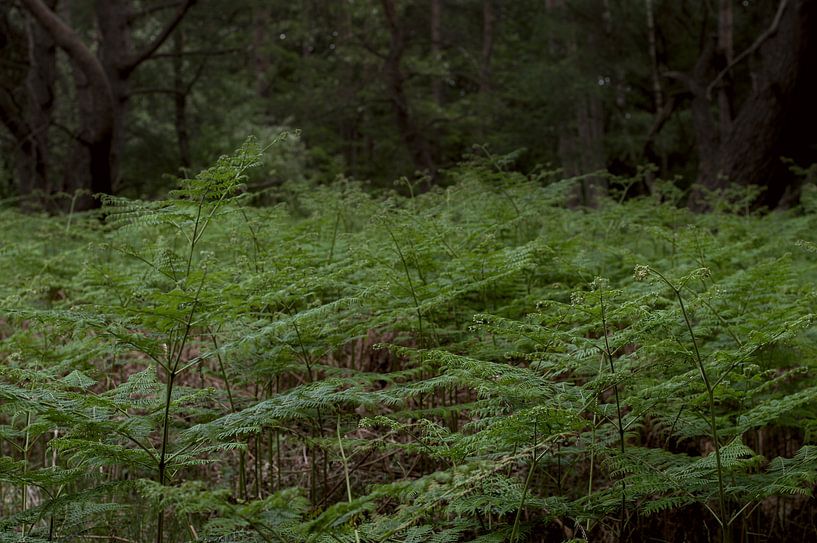 Fern Green van True Color Stories