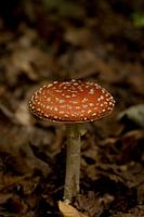 Roter Pilz