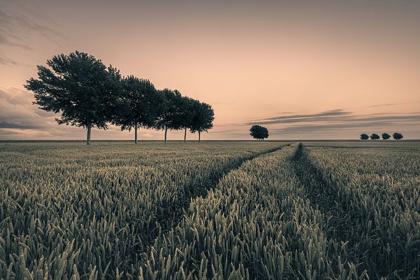 Soirée d'été dans le polder Johannes Kerkhoven par Henk Meijer Photography