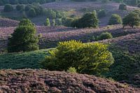 The Posbank at sunset
