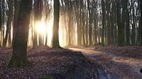Zonsopkomst De Veluwe 