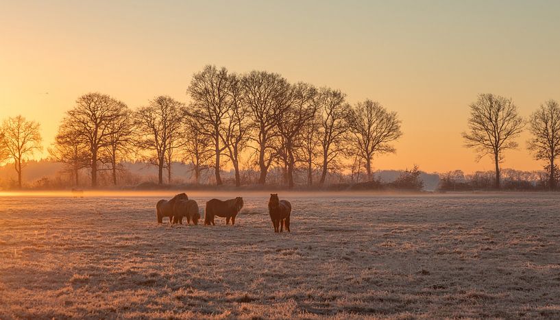Shetlandponys im Sonnenaufgang im Nebel im Winter von KB Design & Photography (Karen Brouwer)
