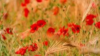 Rêves de pavot dans un champ de blé
