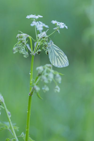 Nature's wings by Miranda Geerts Art