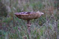 Pilz bei Sonnenaufgang im Herbst.