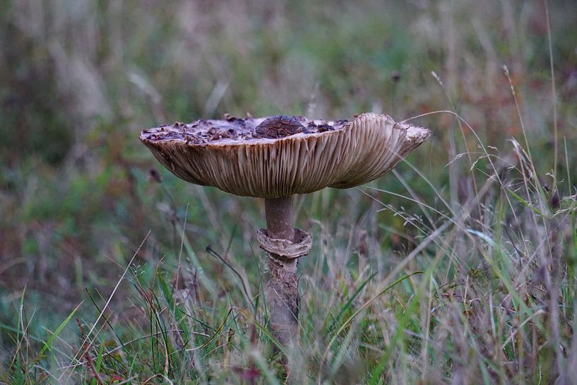 Pilz bei Sonnenaufgang im Herbst. von Sharon Steen Redeker