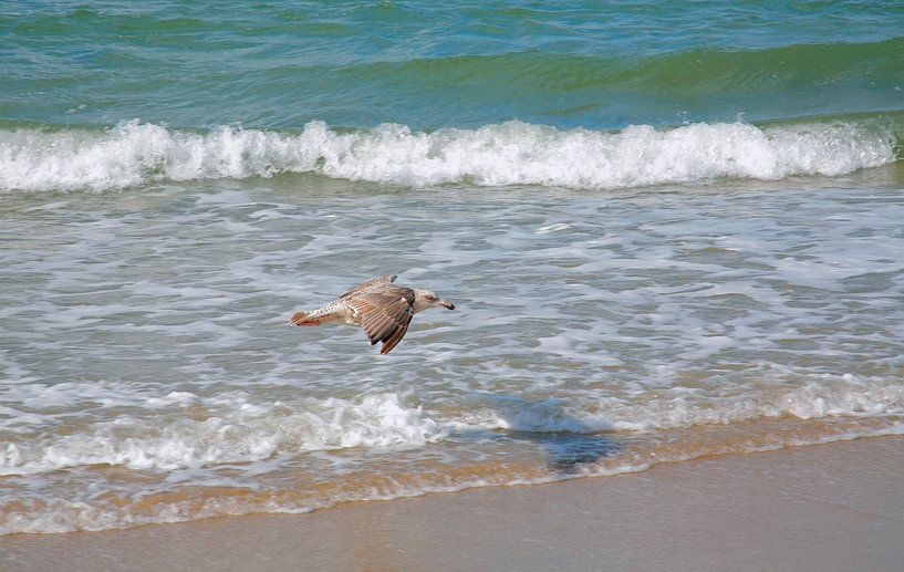 Meeuw boven zee strand von frans bouwmeester