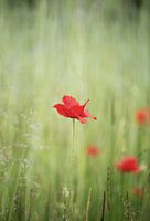Mohn