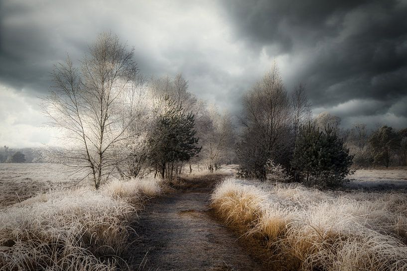 A frozen morning in nature by Mart Houtman
