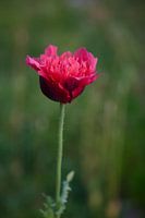 Fleur sauvage dans un champ