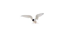 Little tern