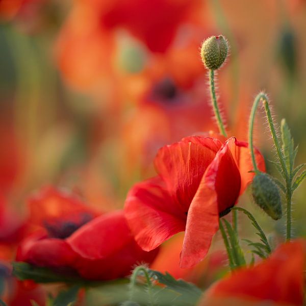 Coquelicots par Patricia van Kuik