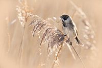 Gazing into the distance