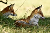 Zwei Füchse...
