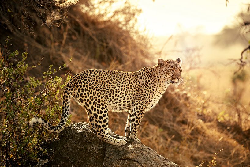 female Leopard at sunset by Jürgen Ritterbach