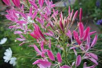Cleome
