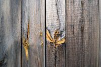 wooden panel with autumn leaves